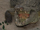 Krokodyl, Paszcza, Kły