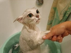 Kotek, Kąpiel, Ręka