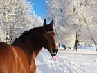 Koń, Język, Zima