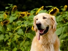 Golden Retriever, Jęzor, Słoneczniki