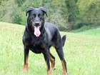 Duży, piękny, Beauceron