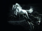 Biały, Koń, Wilki