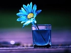 Niebieski, Kwiatek, Szklanka, Woda