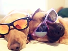 Dwa, Psy, Okulary, Słoneczne