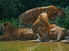 Tygrysy, Woda, Zieleń