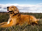 Pies, Golden Retriever, Trawa, Niebo, Chmury