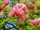 Kwiaty, Magnolii