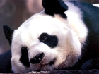 Smutna, Panda