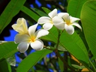 Białe, Kwiaty, Plumeria