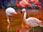 Flamingi