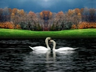 Łabędzie, Jezioro, Trawa, Park