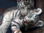Dwa, Małe, Białe, Tygrysy
