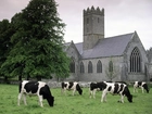 Irlandia, Adare, Krowy, Łąka, Kościół