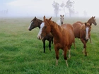 Konie, Pastwisko, Mgła