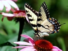 Piękny, Motyl, Rozłożone, Skrzydła, Kwiaty