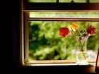 Tulipany, Wazon, Okno
