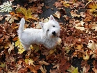 Biały, Piesek, West Highland White Terrier