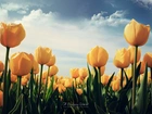 Żółte, Tulipany, Niebo