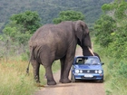 Słoń, Samochód