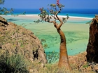 Socotra Island, Jemen, Drzewo, Morze