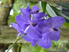 Orchidea