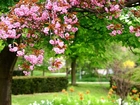 Ogród, Kwitnące, Drzewo