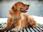 Zdyszany, Golden, Retriever