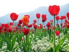 Czerwone, Tulipany, Białe, Kwiatki, Góry
