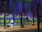 Park, Wisteria, Fontanna