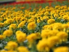 Żółte, Kwiaty, Turki, Aksamitki
