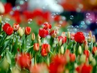 Czerwone, Tulipany, Bańki, Mydlane