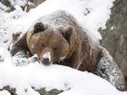 Niedźwiedź, Brunatny, Śnieg