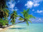 Malediwy, Morze, Palma, Niebo
