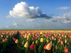 Tulipany