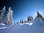 Drzewa, Śnieg, Niebo