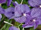 Orchidea