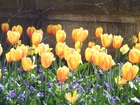 Żółte, Tulipany, Mur