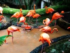Stado, Flamingi