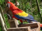 Kolorowa, Papuga, Ara