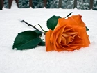 Śnieg, Róża