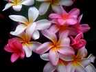 Kwiat, Plumeria