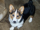 Welsh corgi pembroke, czarne, podpalane, umaszczenie