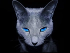 Kot, Spojrzenie, Niebieskie, Oczy