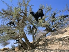 Drzewo, Kozy, Maroko