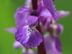 Orchis mascula