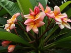 Kwiat, Plumeria