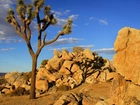 Park, Joshua Tree, Drzewo, Kamienie