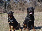 Dwa, Rottweilery, Kolczatka