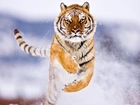 Tygrys, Skok, Śnieg