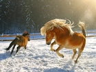Konie, Zima
